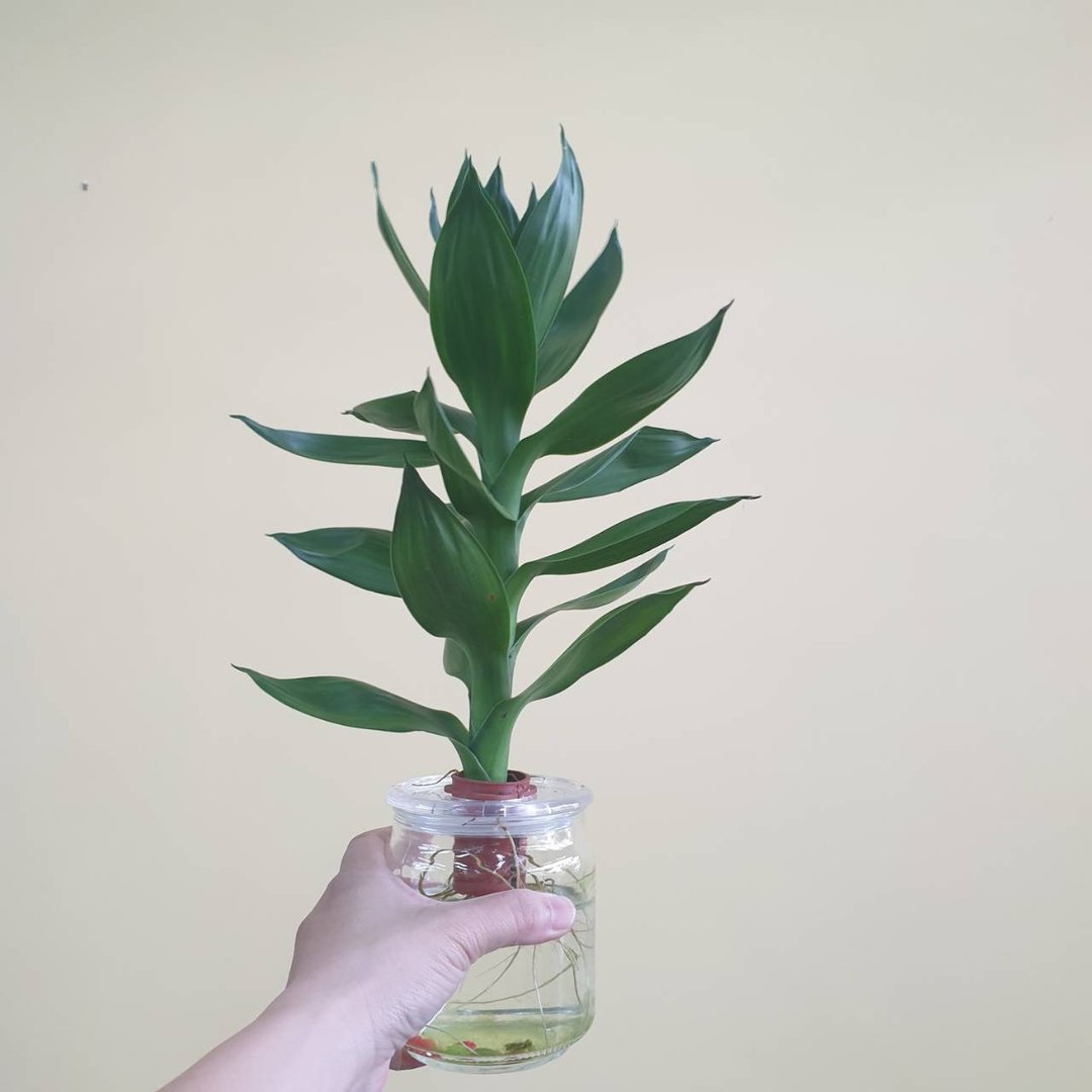 植物 莲花竹 水耕 室内盆栽 - 植栽/盆栽 - 玻璃 绿色