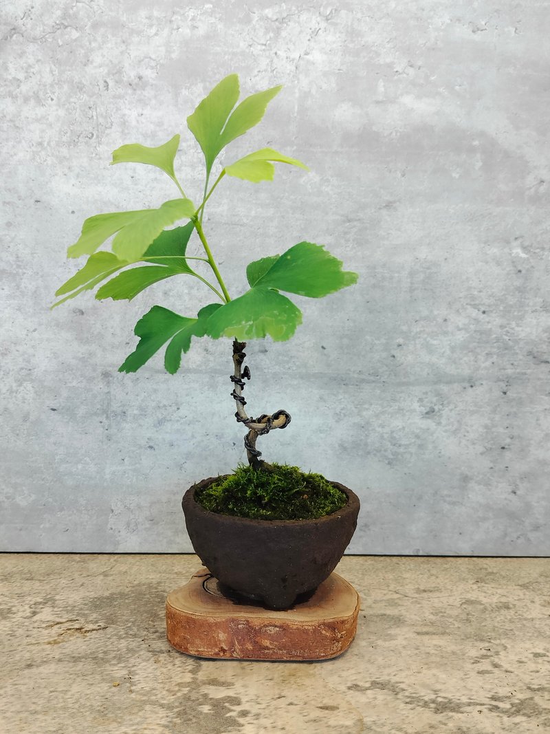 柴烧素粗陶-银杏 - 植栽/盆栽 - 植物．花 