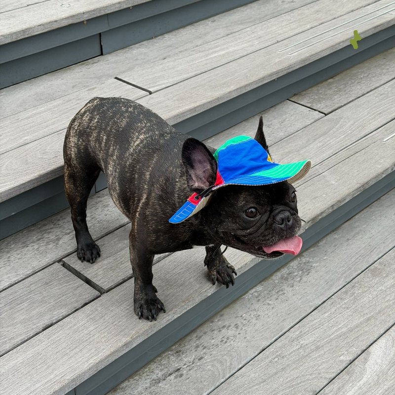 Zuuie Nova 双面宠物渔夫帽 户外宠物帽 - Lego 色 - 衣/帽 - 其他人造纤维 多色