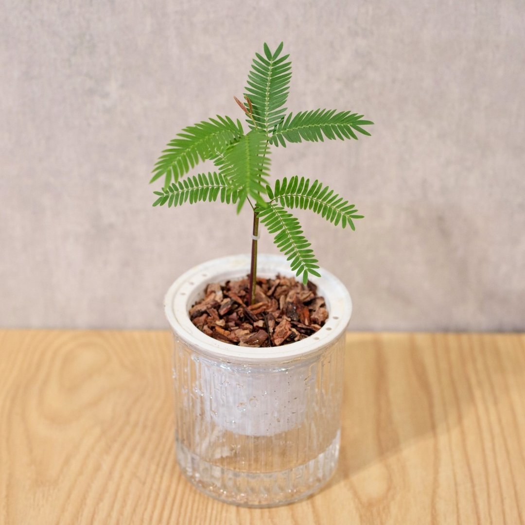 小豆树 免浇水盆栽 室内植物 观叶植物  礼物 办公室小物 - 植栽/盆栽 - 植物．花 
