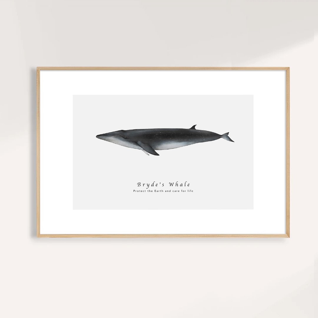 布氏鲸 Bryde s Whale / 海洋动物插画挂画 / 艺术无框输出 - 海报/装饰画/版画 - 纸 