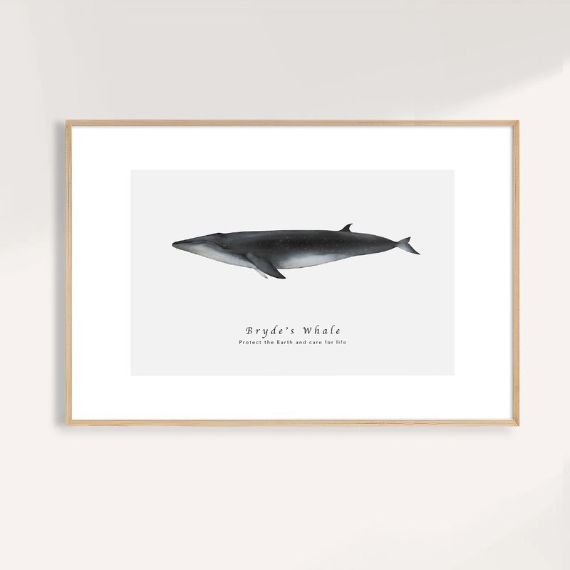 布氏鲸 Bryde s Whale / 海洋动物插画挂画 / 艺术无框输出 - 海报/装饰画/版画 - 纸 