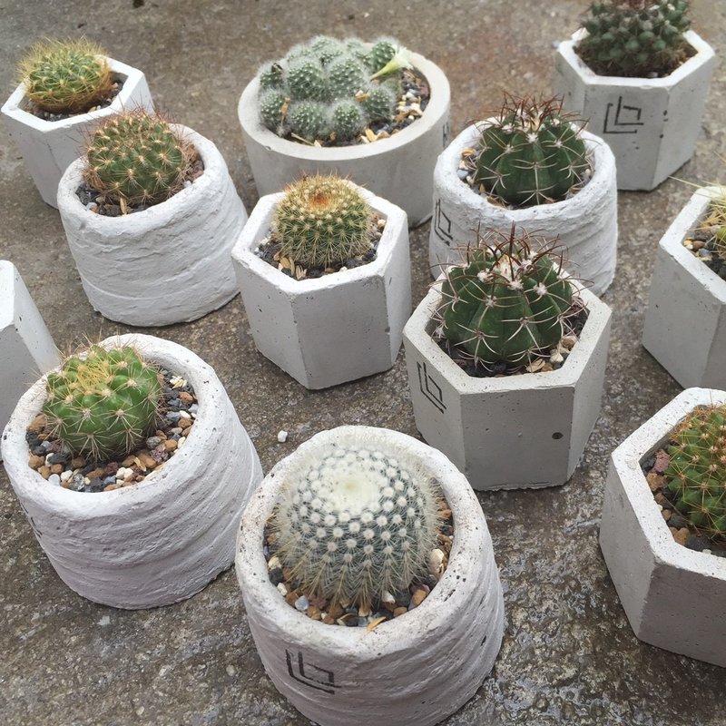 小六角-仙人掌盆栽 水泥盆栽 随机仙人掌 交换礼物 - 植栽/盆栽 - 水泥 灰色