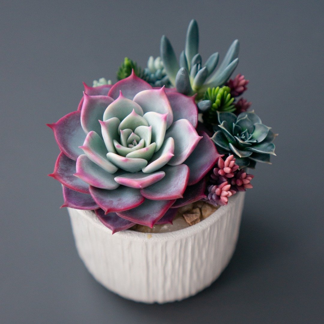 带有 Echeveria Fairy Queen 的白色珠宝盒 - 收纳用品 - 其他材质 