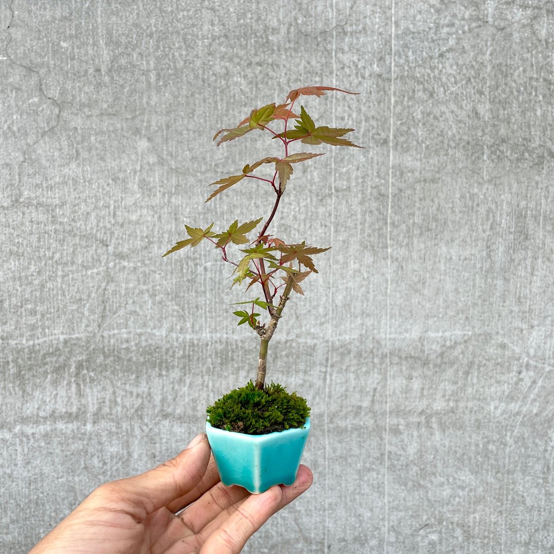 小品盆栽-日本山槭-琴の系 盆景 送礼 - 植栽/盆栽 - 植物．花 