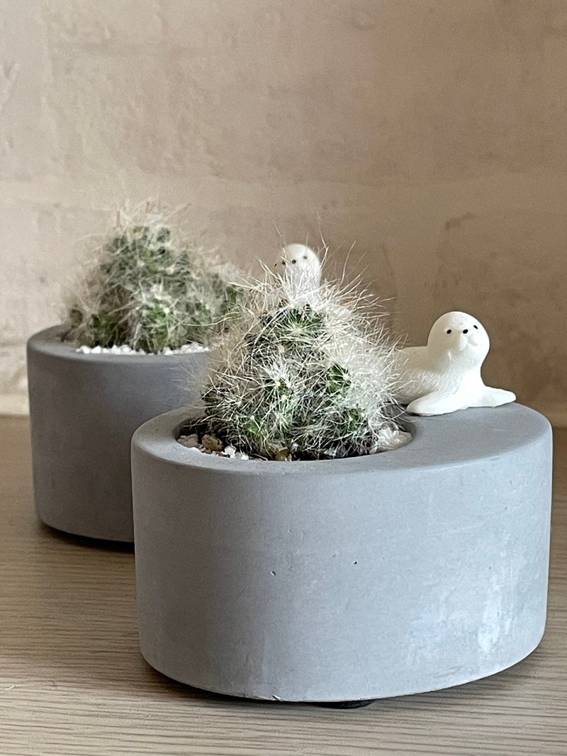 【南极大冒险】杰森植场JASON/多肉/仙人掌/定制化/送礼/植栽 - 植栽/盆栽 - 植物．花 