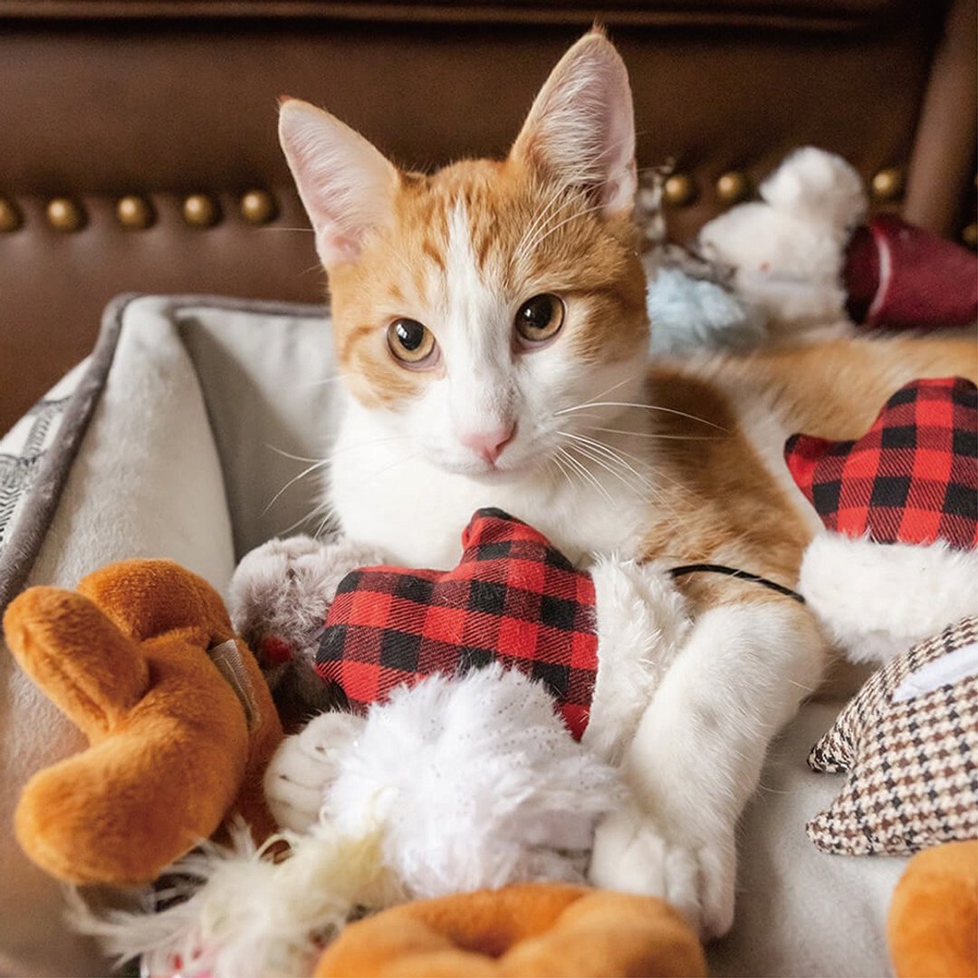 【猫玩具 狂野猫咪 假期系列】猫草 逗猫 宠物 - 玩具 - 环保材料 