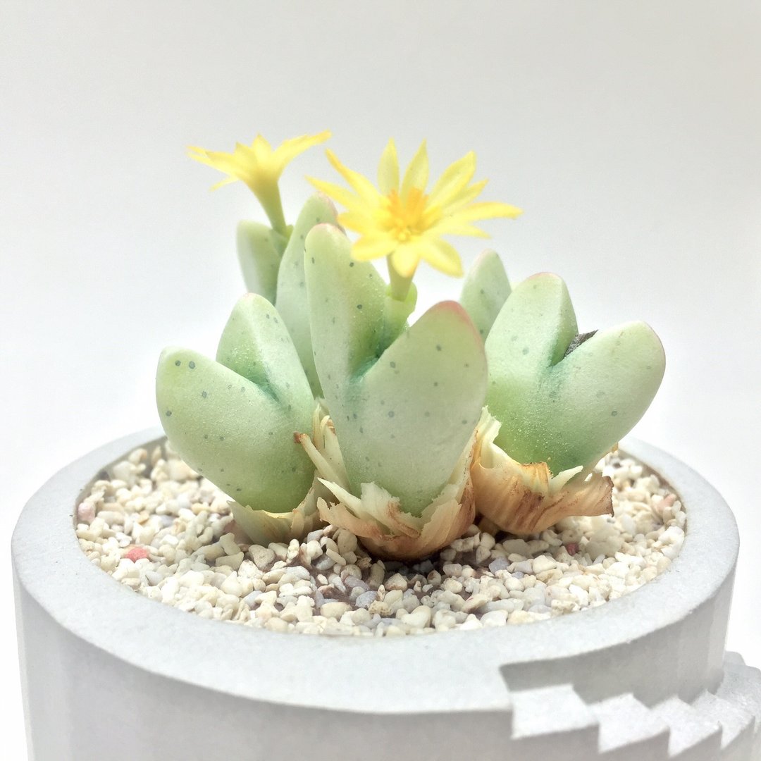仿生黏土多肉植物 番杏科 少将 - 摆饰 - 粘土 