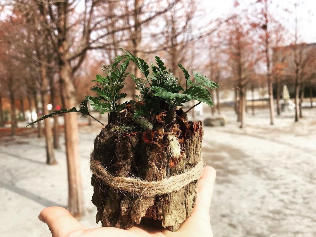 兔脚蕨 请先询问在下单 - 植栽/盆栽 - 植物．花 
