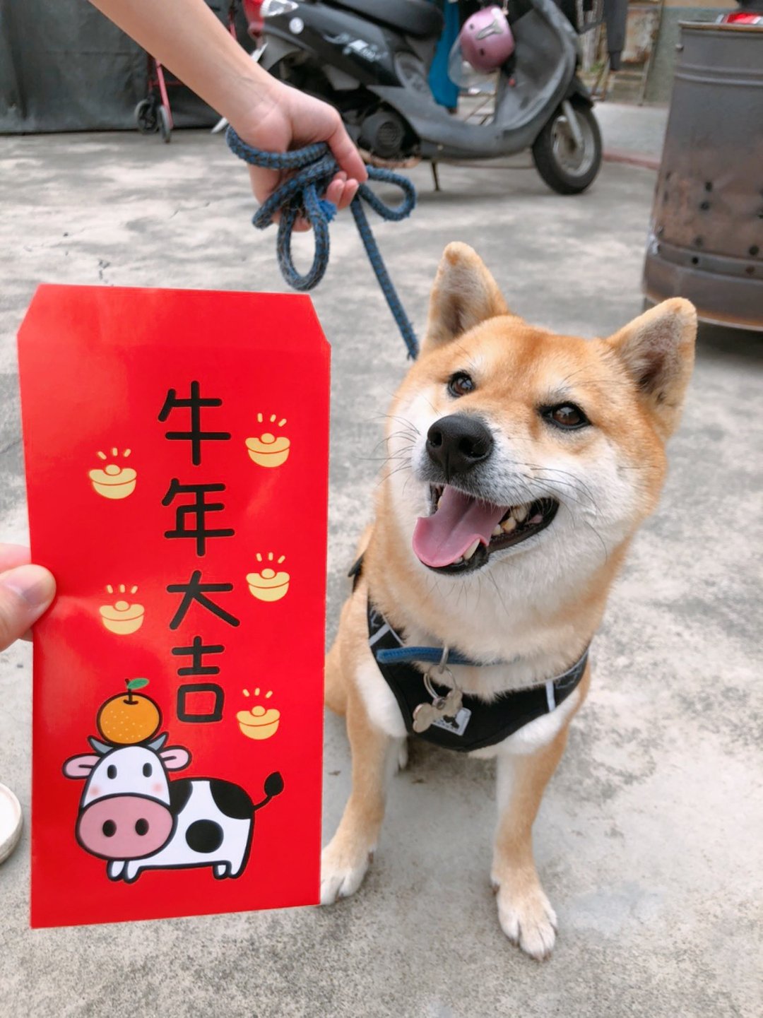 牛年 彩色红包袋 开工大吉 - 红包/春联 - 纸 红色