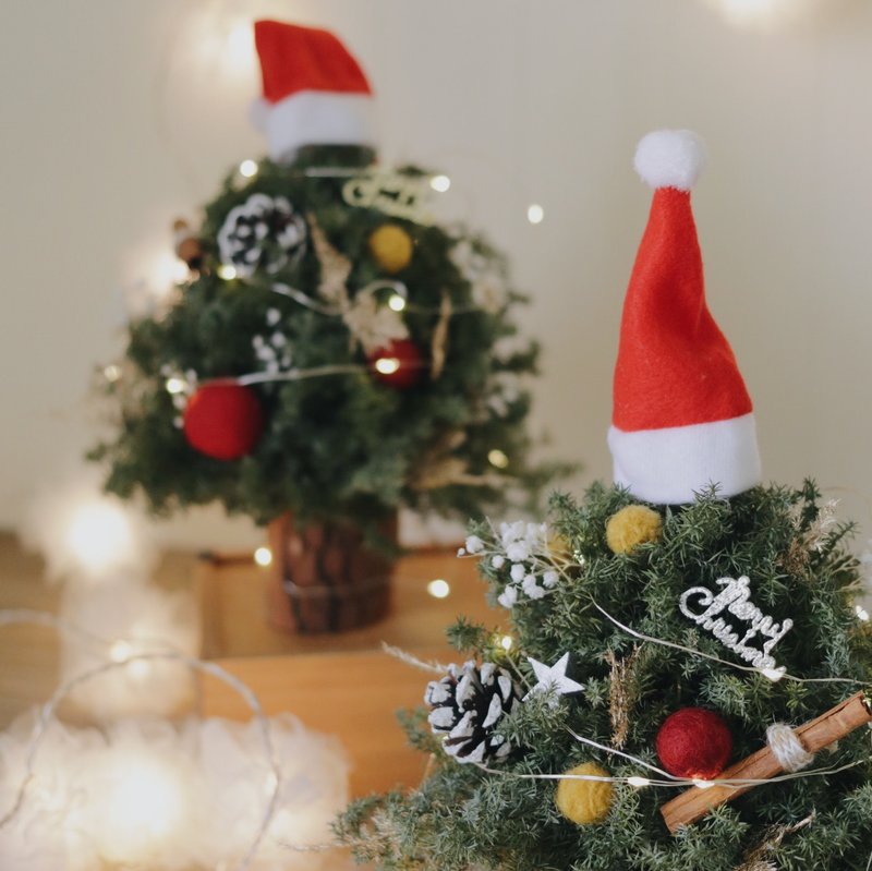 【 圣诞帽小树礼盒 】交换礼物首选 圣诞礼物 圣诞礼盒 送礼 布置 - 干燥花/捧花 - 植物．花 绿色