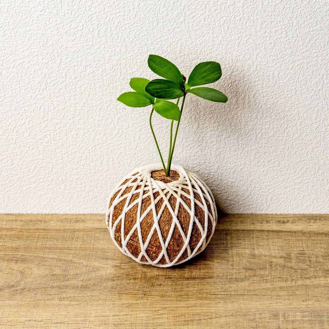 苔球植物 墨西哥铁树苔球 苔玉 礼物 送礼 桌上盆栽 - 植栽/盆栽 - 植物．花 绿色