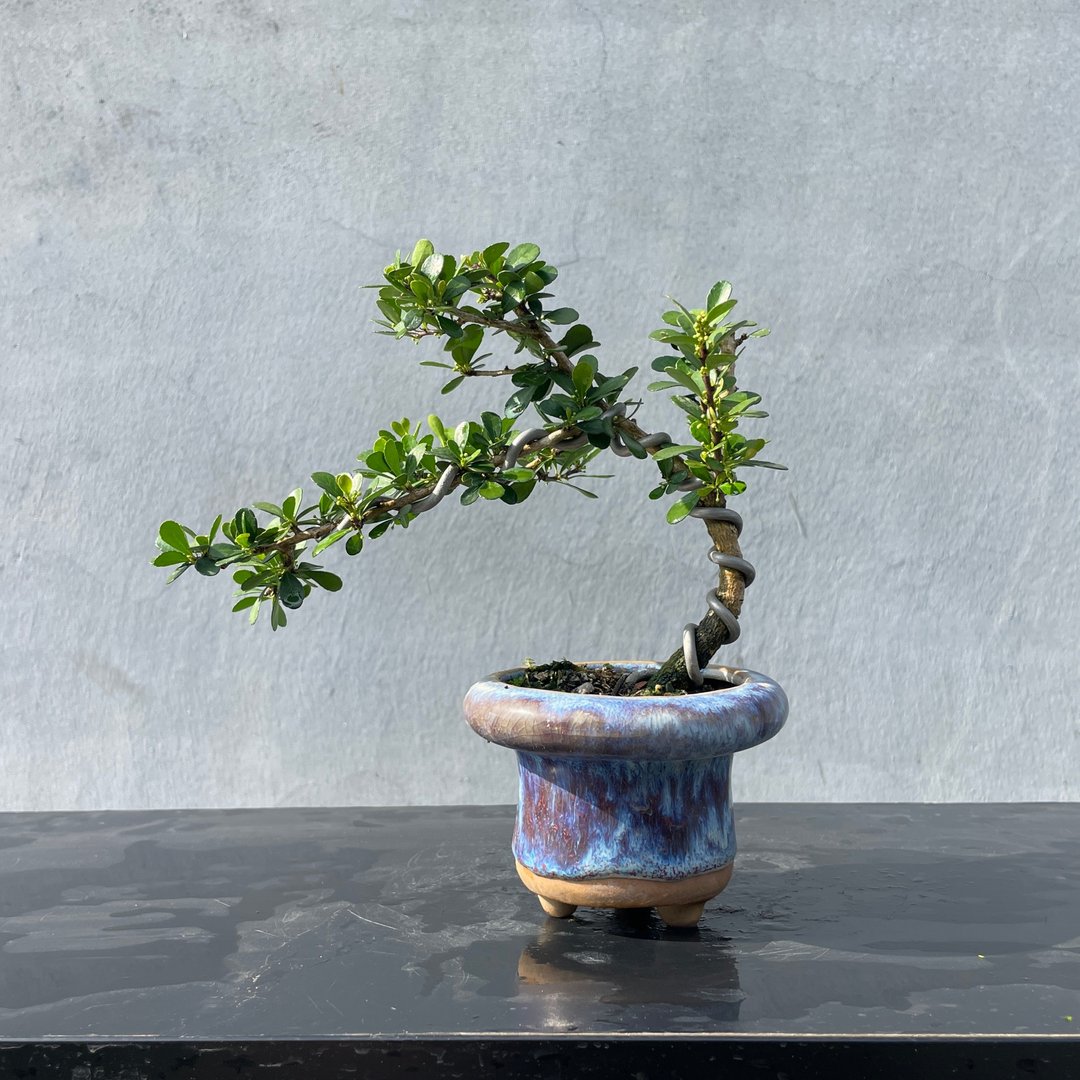小品盆栽 - 姬叶牛港刺 盆景 送礼 - 植栽/盆栽 - 植物．花 