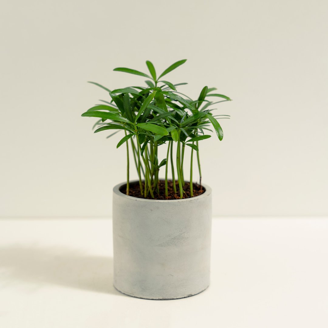 罗汉松│泥作系列│福所栽 - 植栽/盆栽 - 水泥 绿色