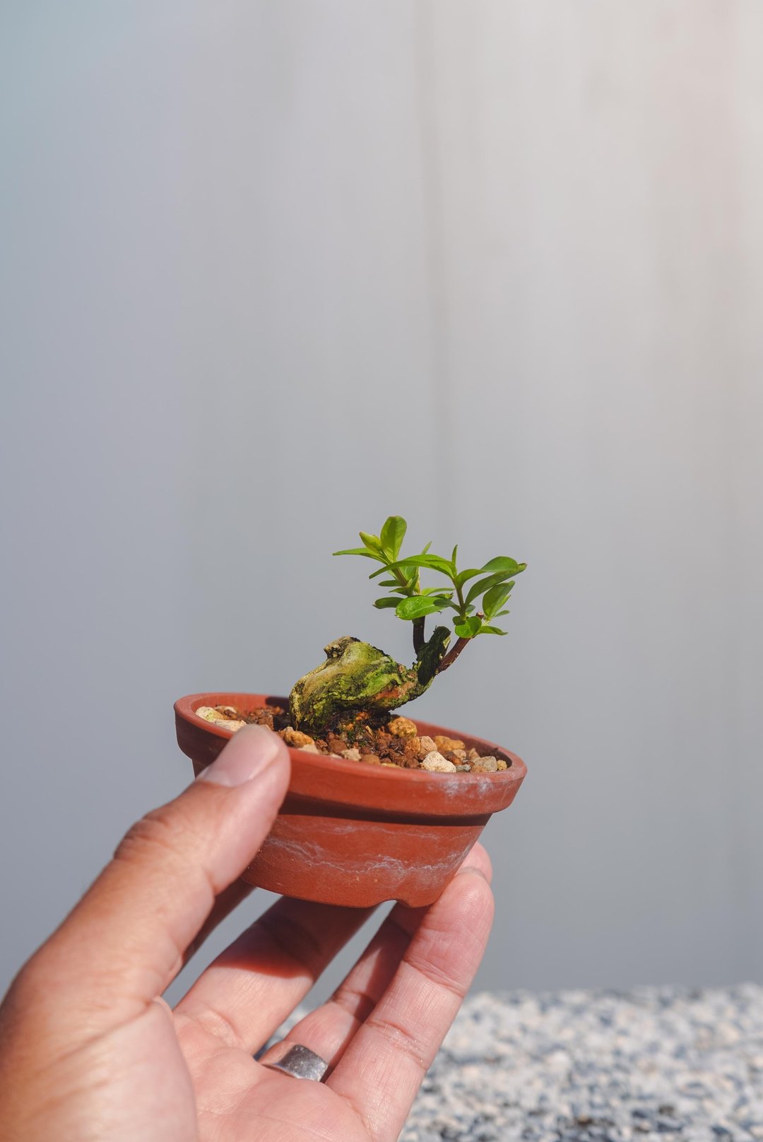 造型特殊的迷你百日红盆栽 树干有肌肉纹理可放在手掌上欣赏 - 植栽/盆栽 - 植物．花 绿色
