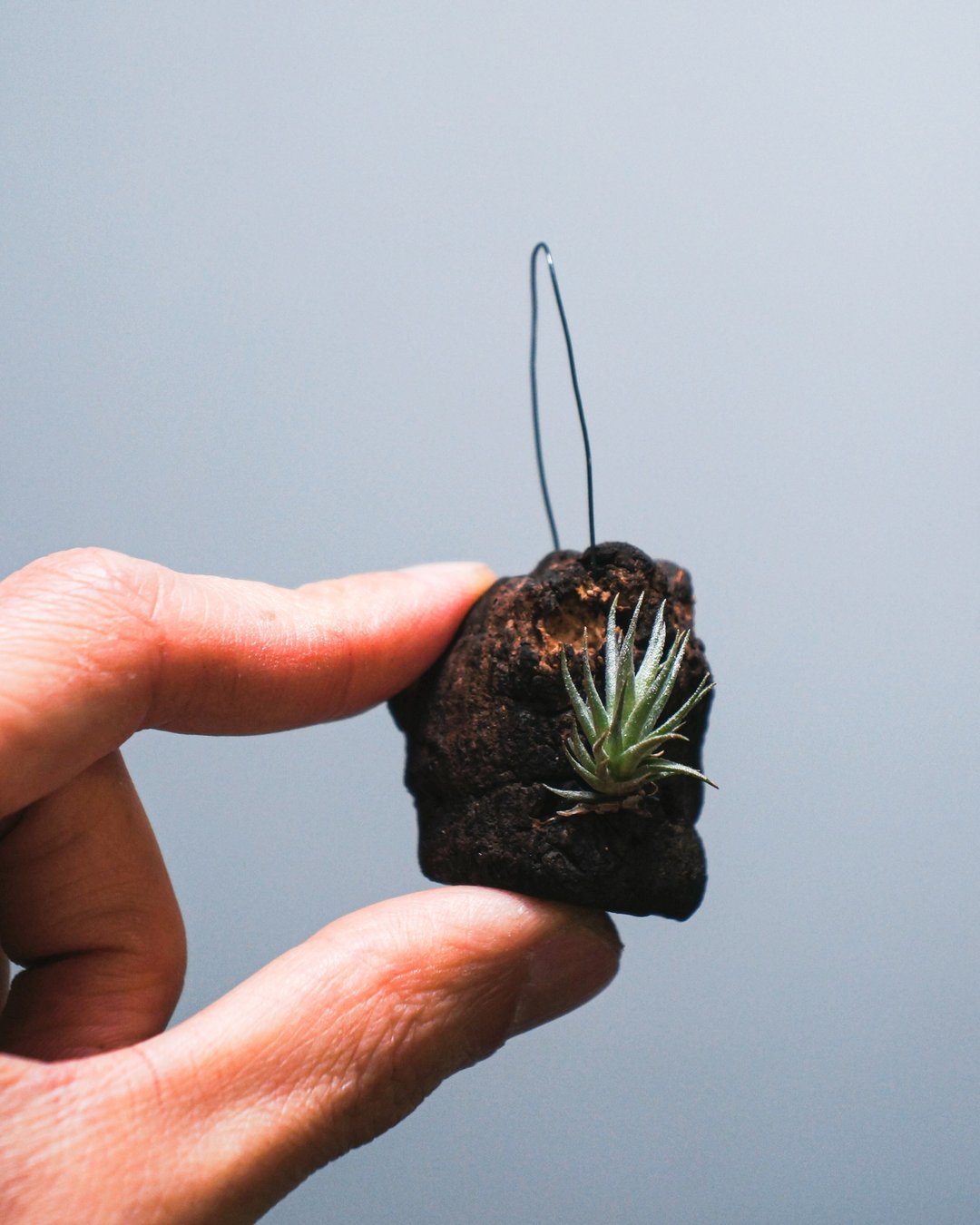 超迷你品种小精灵-空气凤梨-Tillandsia  Ionantha 'Loliacea' - 植栽/盆栽 - 植物．花 绿色