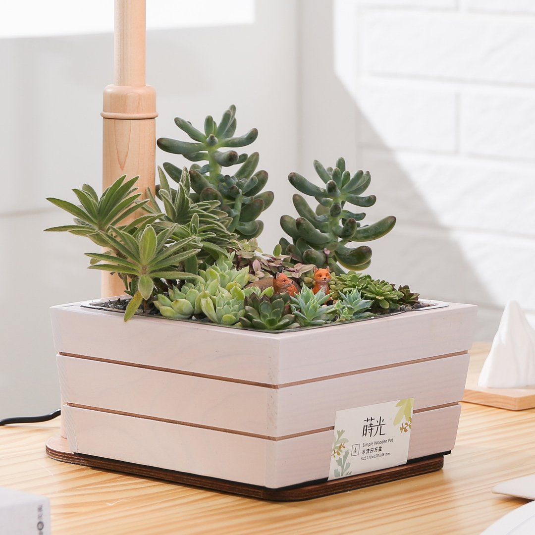 【居家绿化】甜蜜的窝  植栽大木方盆 DIY材料包 | 1890302 - 植栽 - 植物．花 