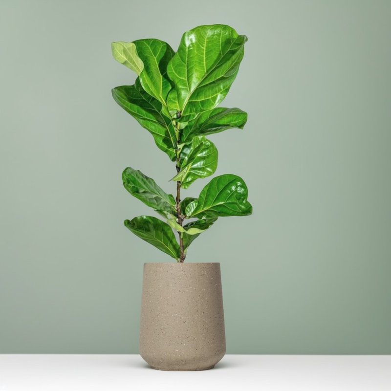 琴叶榕水泥盆栽 落地盆栽 大盆栽 拿铁棕磨石子花盆 开幕送礼 - 植栽/盆栽 - 植物．花 