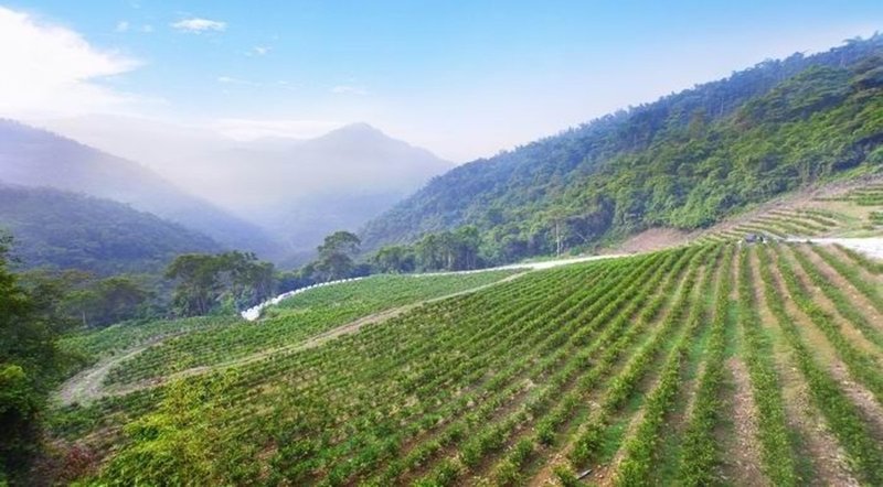 【证照班】台湾红茶品评一级 (台中班) - 其他 - 其他材质 