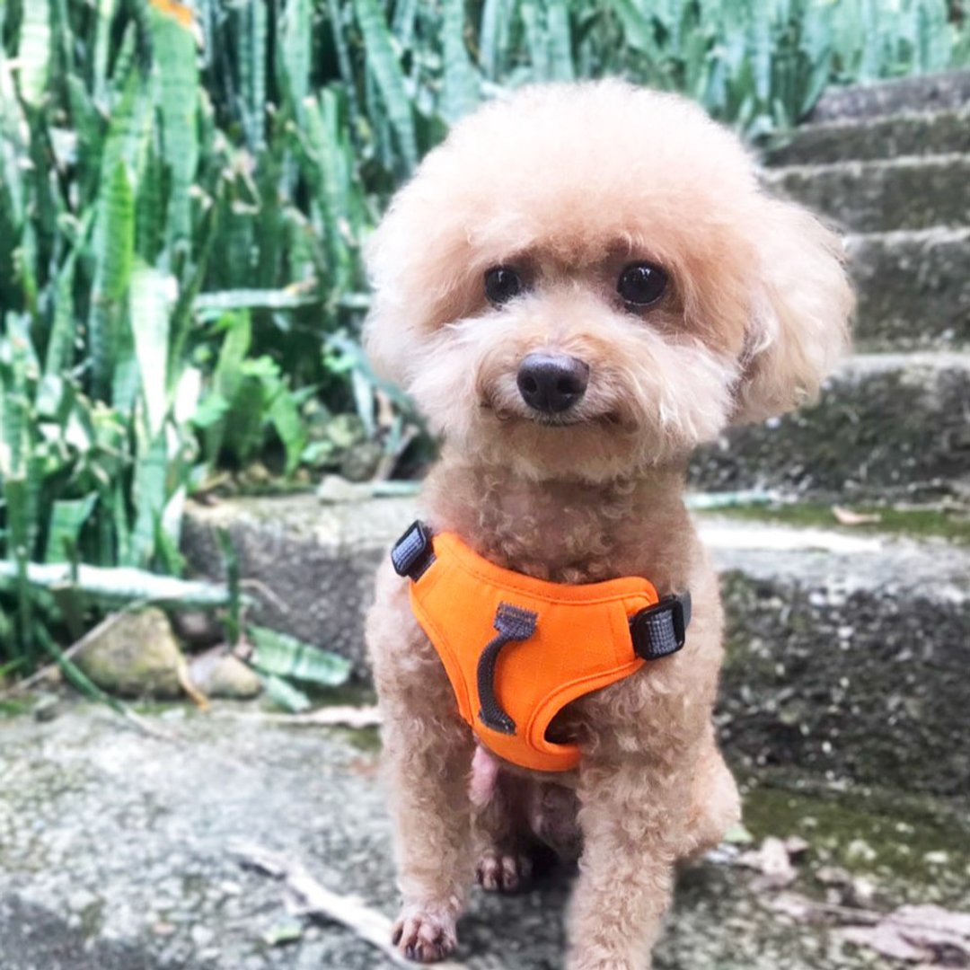 URBAN HARNESS (EASY FIT) 宠物包覆式简易胸背带 橘 - 项圈/牵绳 - 尼龙 橘色