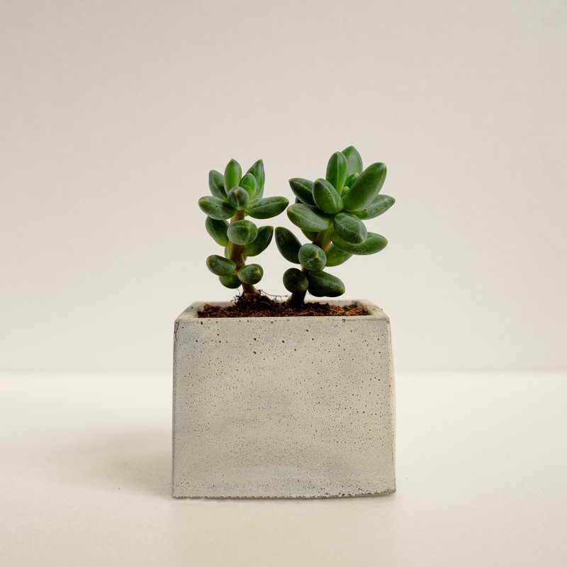 千代田之松│泥作系列│福所栽 - 植栽/盆栽 - 水泥 绿色