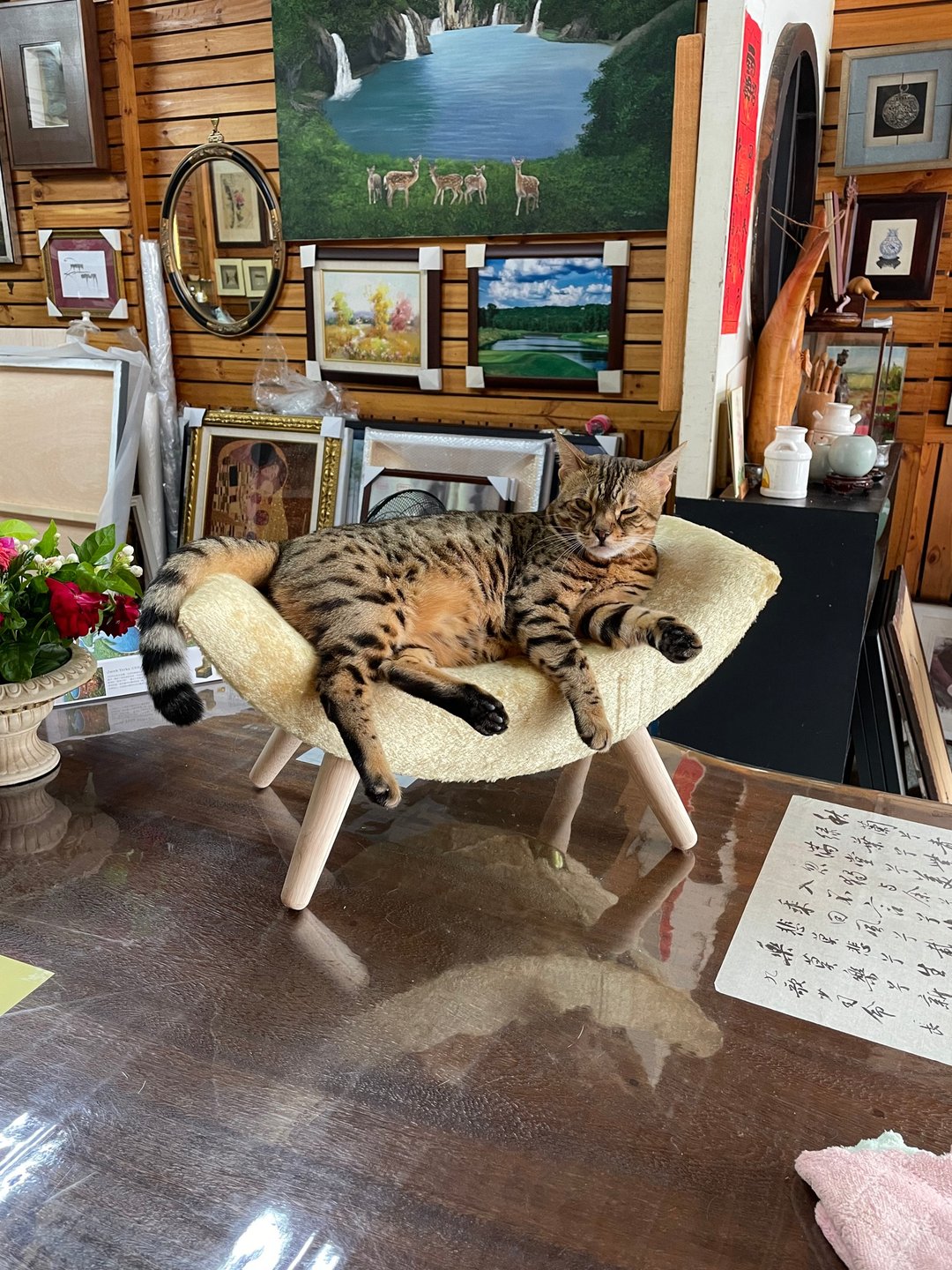 独家贩售 台湾制 猫床 宠物床 软垫 曲木床 给毛宝贝最安全的家具 - 床垫/笼子 - 木头 