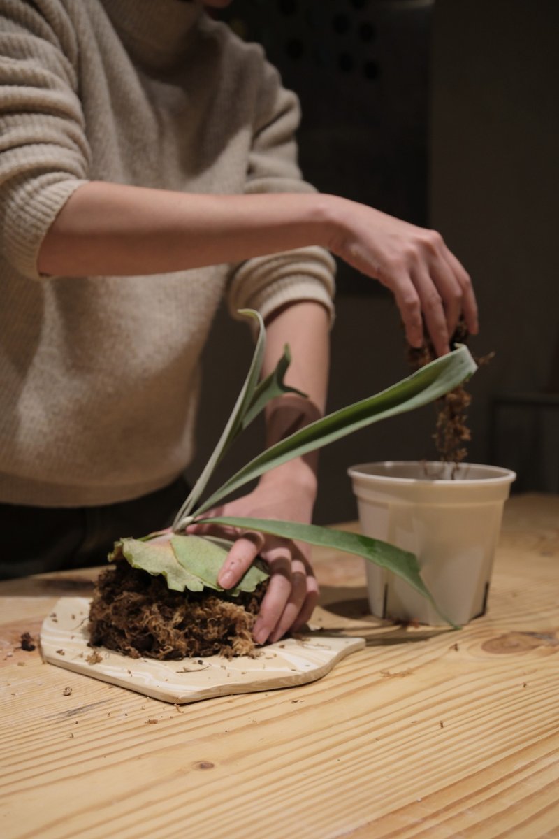 春日鹿角蕨陶板 两日手作课程 - 陶艺 - 陶 