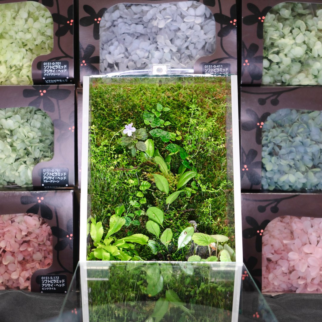微景观苔藓植生墙 | 附植物灯 办公室摆饰 升迁礼 - 植栽/盆栽 - 植物．花 