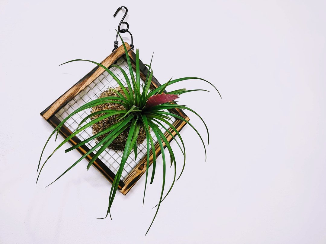 球拍凤梨│紫花凤梨板植│居家装饰│室外植物 - 植栽/盆栽 - 植物．花 红色