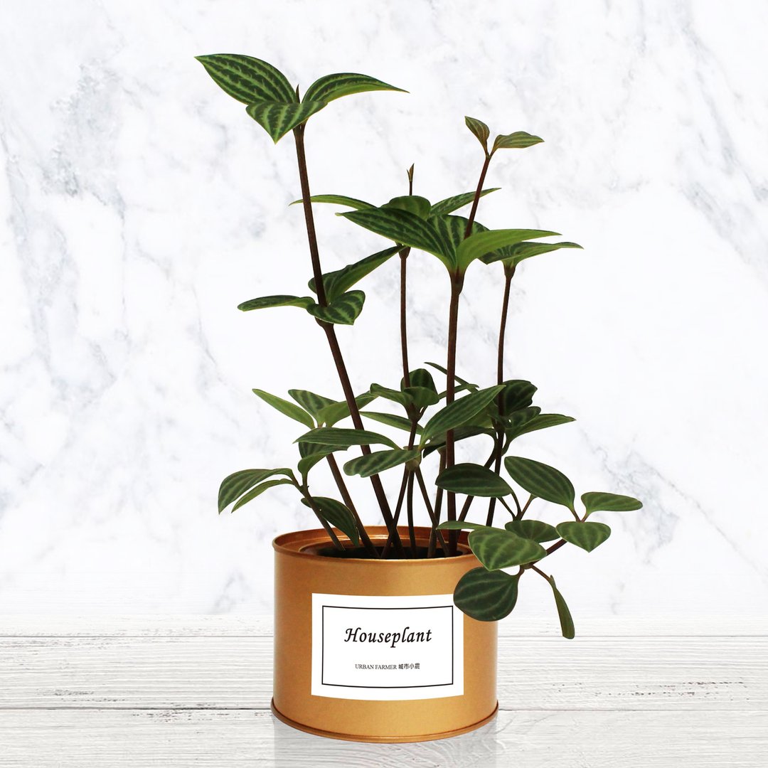 室内植物 白脉椒草 Parallel Peperomia - 植栽/盆栽 - 植物．花 绿色