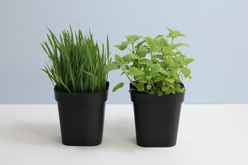 小麦草+猫薄荷|猫小孩特餐组合 - 植栽/盆栽 - 植物．花 