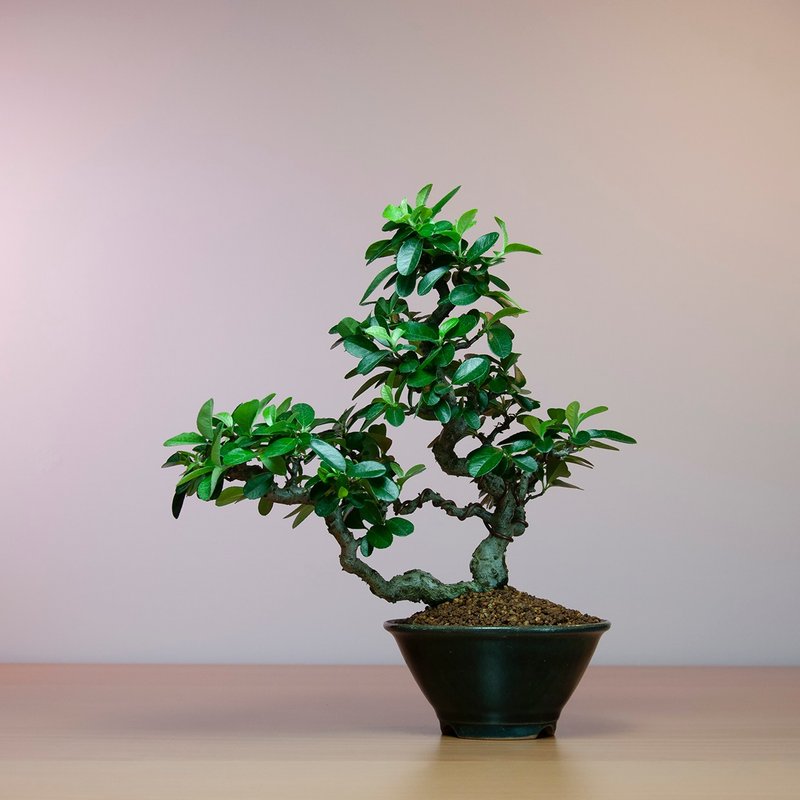 【日本植物】黄果状元红 花果盆栽 阳台绿化植物 - 植栽/盆栽 - 植物．花 