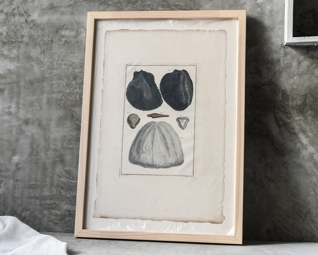 法国老件 手绘海生生物图鉴素描画 - 海报/装饰画/版画 - 纸 