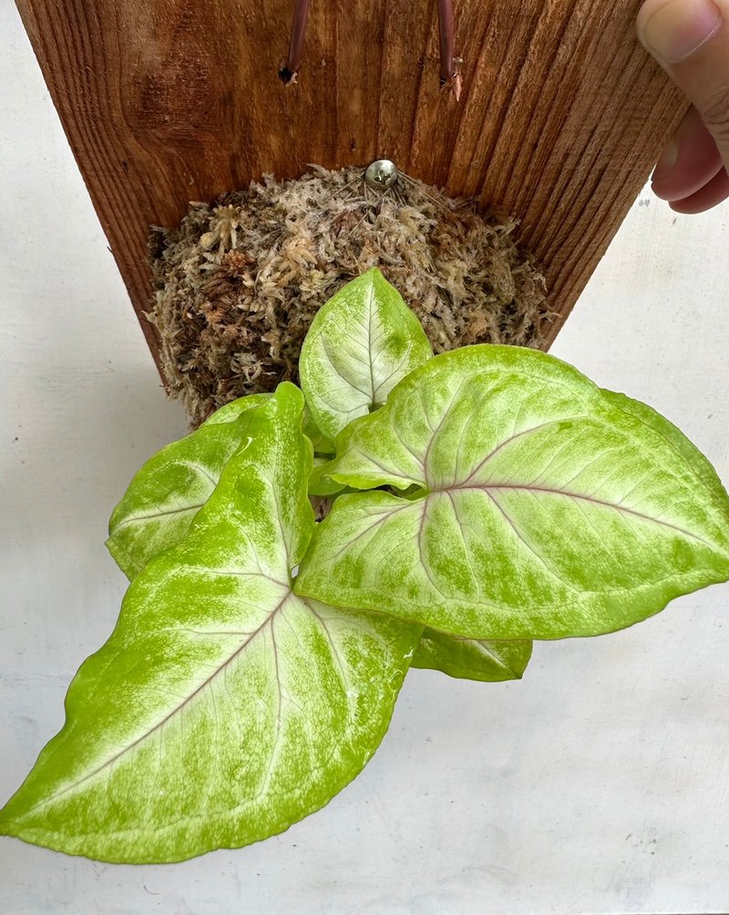 【白玉合果芋】植物上板 情人节礼物 生日礼物 观叶植物 室内植物 - 植栽/盆栽 - 植物．花 