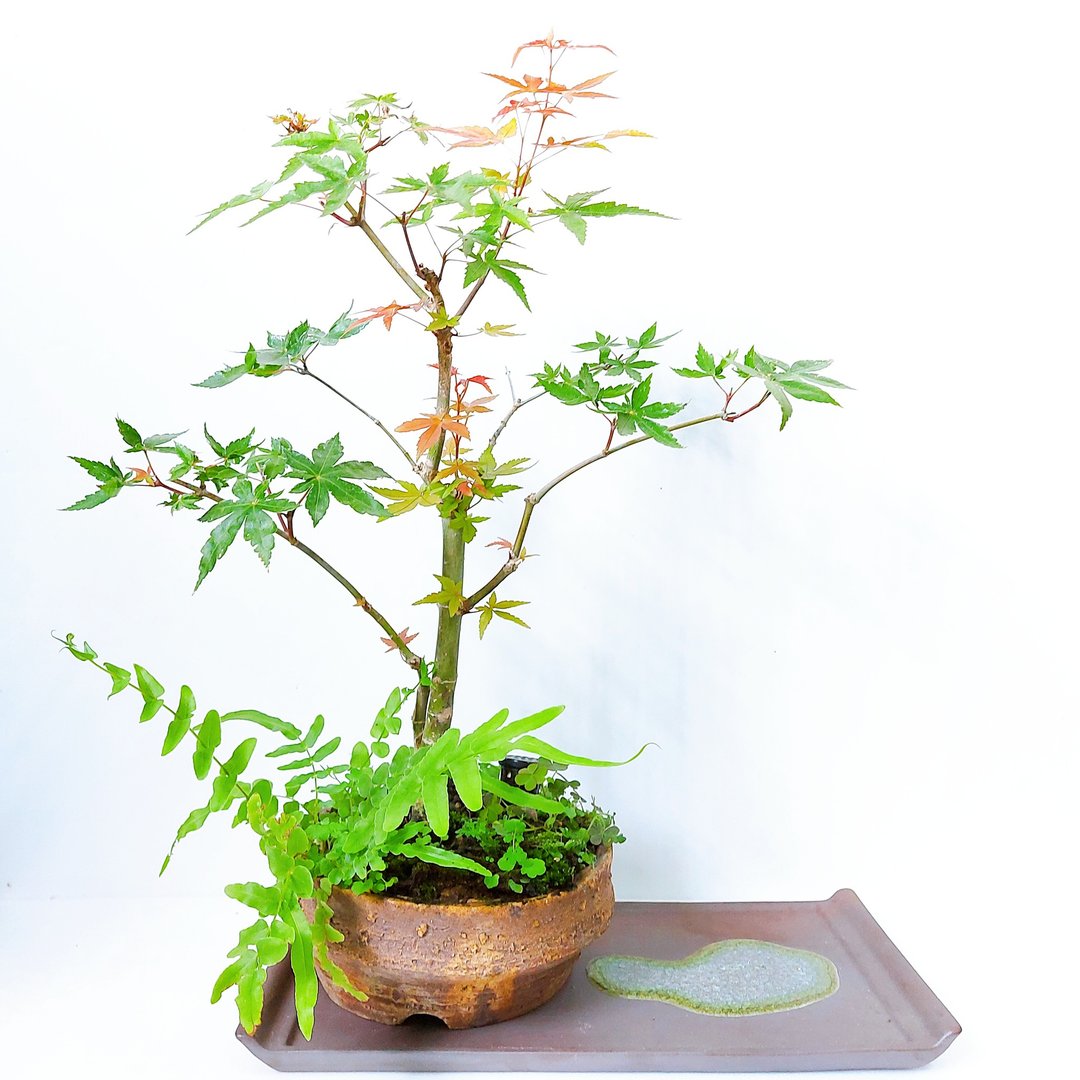 【秋冬季盆栽】日本山槭－直干・出猩猩・デショウジョウ - 植栽/盆栽 - 植物．花 