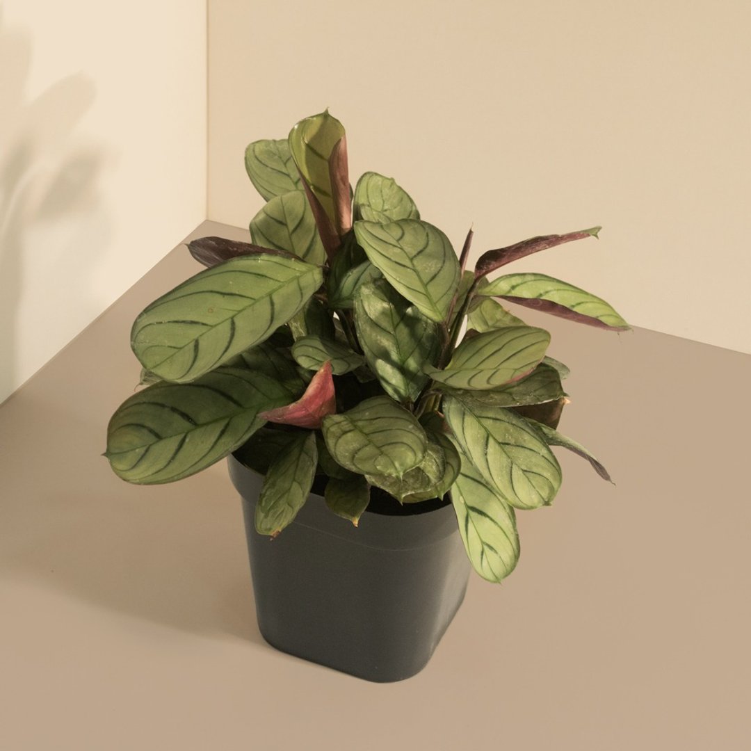 Amagris 飞羽_室内植栽 - 植栽/盆栽 - 植物．花 