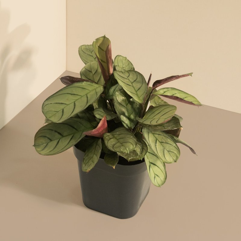 Amagris 飞羽_室内植栽 - 植栽/盆栽 - 植物．花 