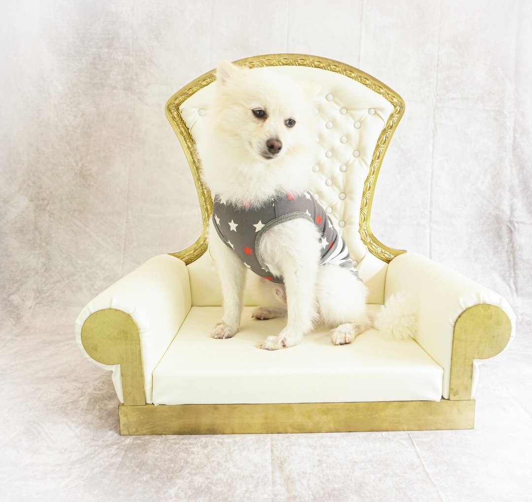 Luxury Dog Sofa, Modern Dog House, Pet House, Wood Dog House, Animal crossing, W - 床垫/笼子 - 木头 金色