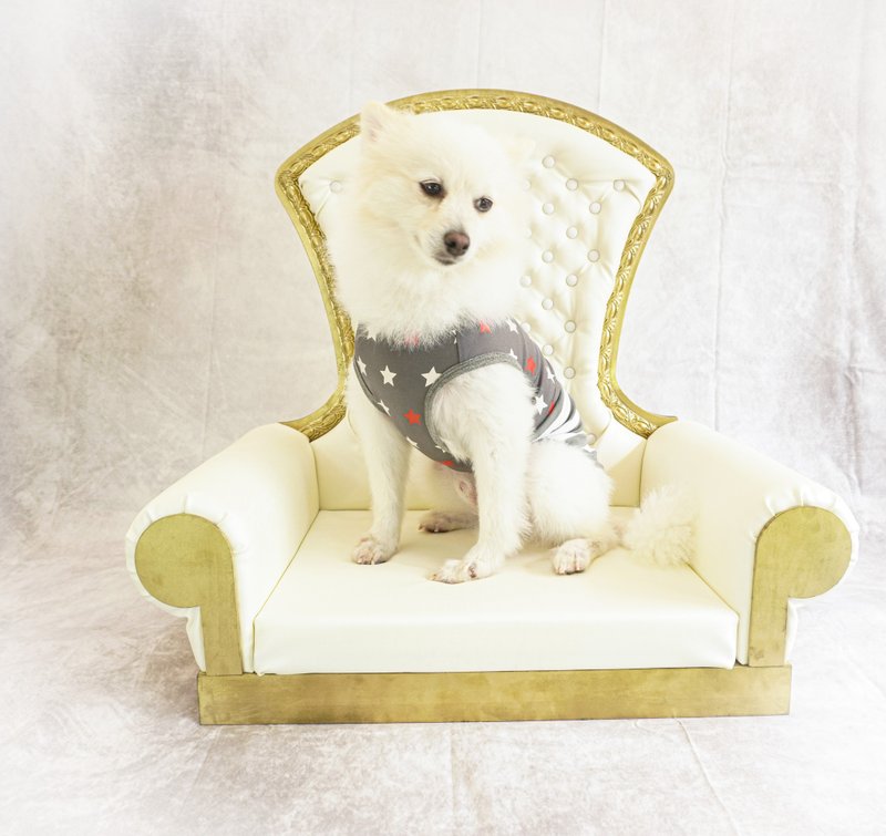 Luxury Dog Sofa, Modern Dog House, Pet House, Wood Dog House, Animal crossing, W - 床垫/笼子 - 木头 金色