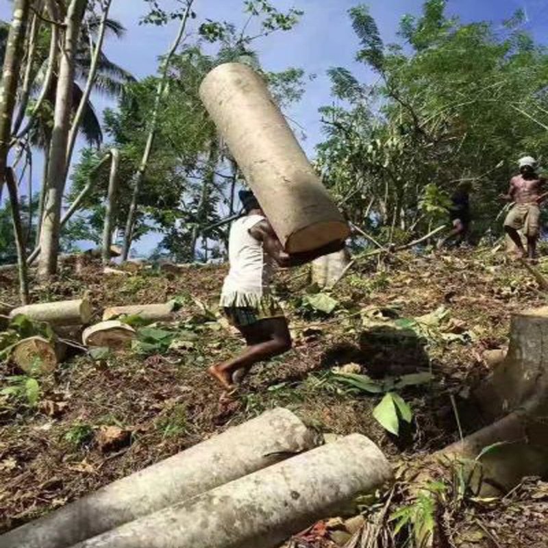 进口木板材OSB板PB板MDF板夹板货柜地板巴莎木BALSA WOOD - 木工/竹艺/纸艺 - 木头 咖啡色