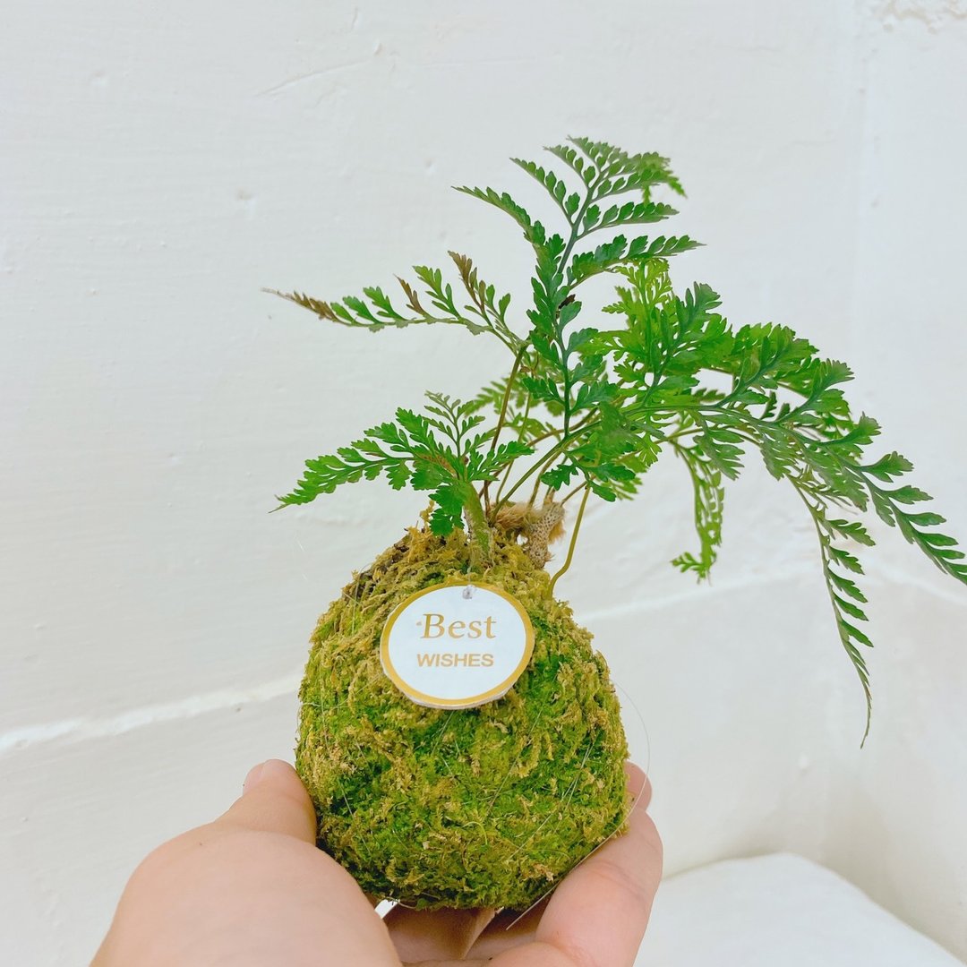 【植物苔球】兔脚蕨 苔球  疗愈 文青 送礼 观叶植物 室 - 植栽/盆栽 - 植物．花 卡其色
