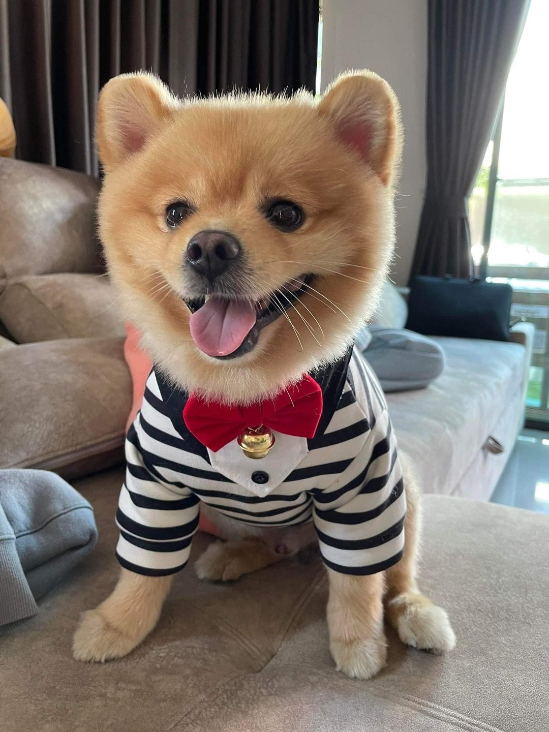 狗和猫的围巾红色蝴蝶结燕尾服模型 - 项圈/牵绳 - 棉 黑色