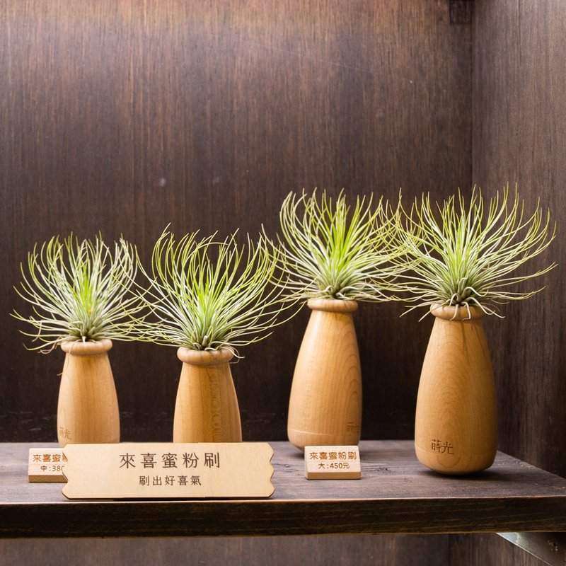 【来喜蜜粉刷】空气凤梨 红宝石 植物 装饰 | 莳光 - 植栽/盆栽 - 植物．花 