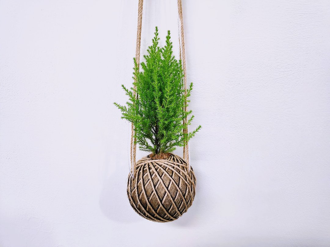 香冠柏苔球│窗边植物│阳台植物│喜光植物│观叶植物 - 植栽/盆栽 - 植物．花 绿色