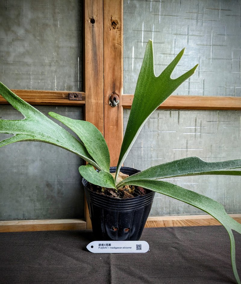 银马鹿角蕨P.veitchii x madagascar alcicorne(银鹿X马圆) - 植栽/盆栽 - 植物．花 绿色