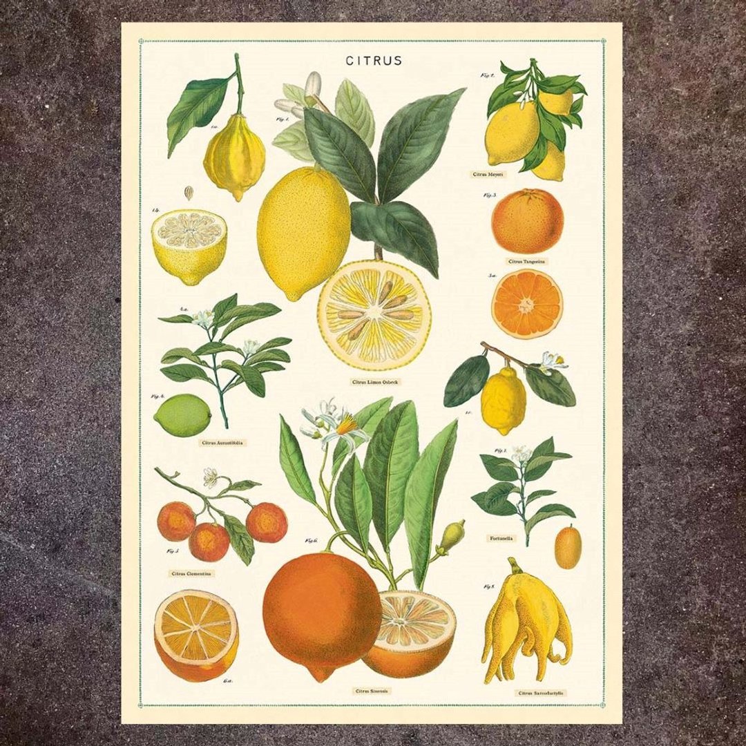 Cavallini & Co.  海报\包装纸 食物系列 (多款) - 海报/装饰画/版画 - 纸 多色