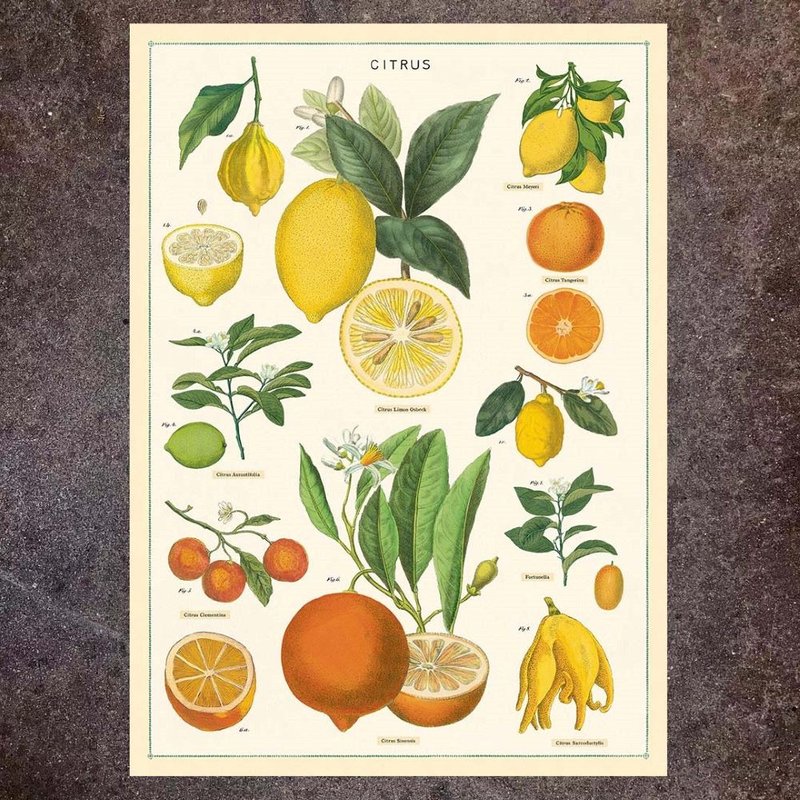 Cavallini & Co.  海报\包装纸 食物系列(多款) - 海报/装饰画/版画 - 纸 多色