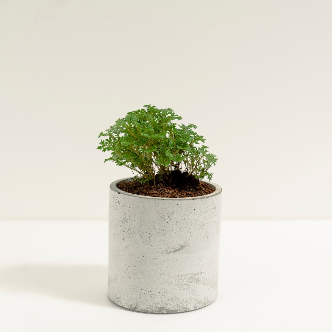 珊瑚卷柏│泥作系列│福所栽 - 植栽/盆栽 - 水泥 绿色