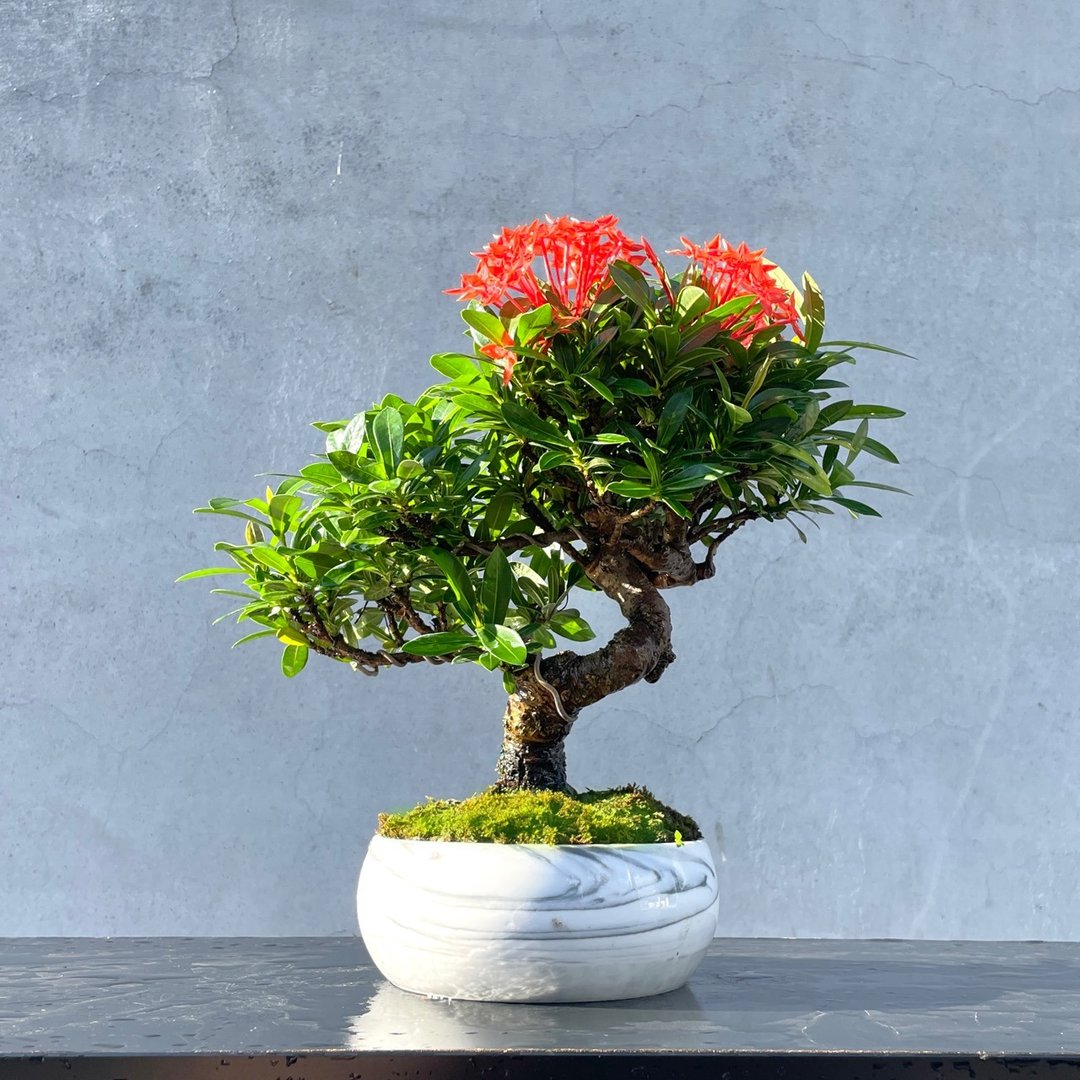 小品盆栽 - 红花仙丹 盆景 送礼 - 植栽/盆栽 - 植物．花 