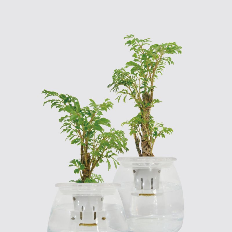 │ 玻璃系列 │ 密叶福禄桐 - 无土 水耕盆栽 风水招财 升迁送礼 - 植栽/盆栽 - 植物．花 